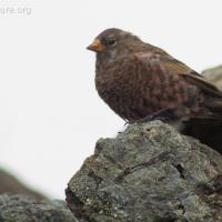 20070903-gray-crowned_rosy-finch-2.jpg
