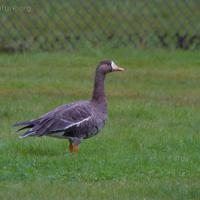 20070905-greater_white-fronted_goose.jpg
