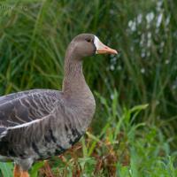20070915-greater_white-fronted_goose-5.jpg