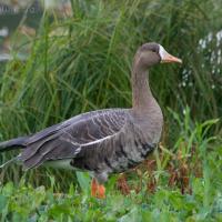 20070915-greater_white-fronted_goose-6.jpg