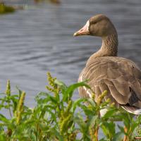 20070915-greater_white-fronted_goose-7.jpg