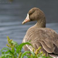 20070915-greater_white-fronted_goose-8.jpg