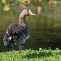 20070918-greater_white-fronted_goose-2.jpg