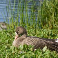 20070918-greater_white-fronted_goose-3.jpg