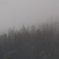 20070924-forest_fog-1.jpg