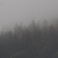 20070924-forest_fog-2.jpg