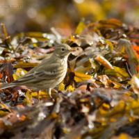 American Pipit (Anthus rubescens)