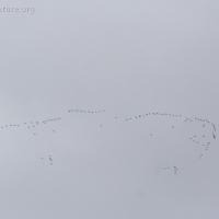 Geese in Migration