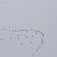 Geese in Migration