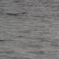 Harbor Seals (Phoca vitulina)