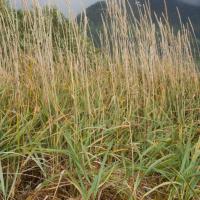 Dune Grass (Leymus mollis)