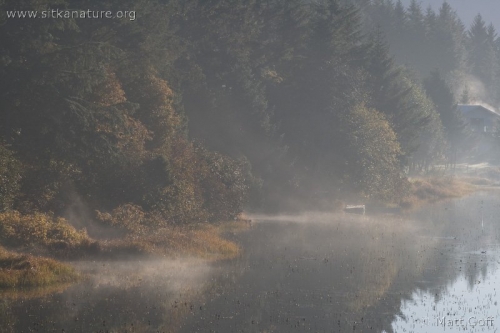 Morning Fog over Swan Lake