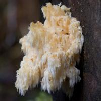 Bear's Head Fungi (Hericium abietis)