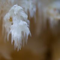 Bear's Head Fungi (Hericium abietis)