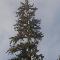 Spruce Tree (Picea sitchensis)