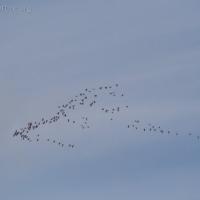 Migrating Geese