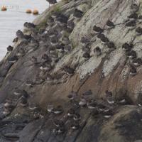 Shorebirds on Sage Rock