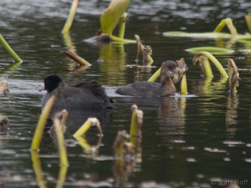 American Coot and Pied-billed Grebe