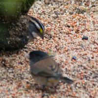 Junco and Sparrow