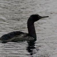 20071115-pelagic_cormorant.jpg