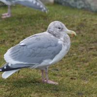 Thayer's Gull (Larus thayeri)