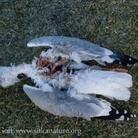 Dead Herring Gull