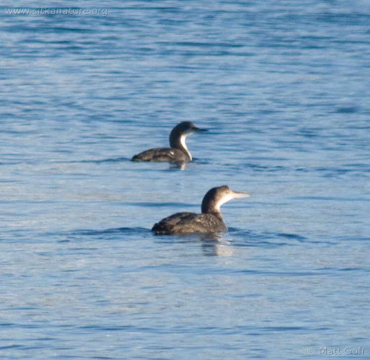 Common and Pacific Loon (Gavia spp)