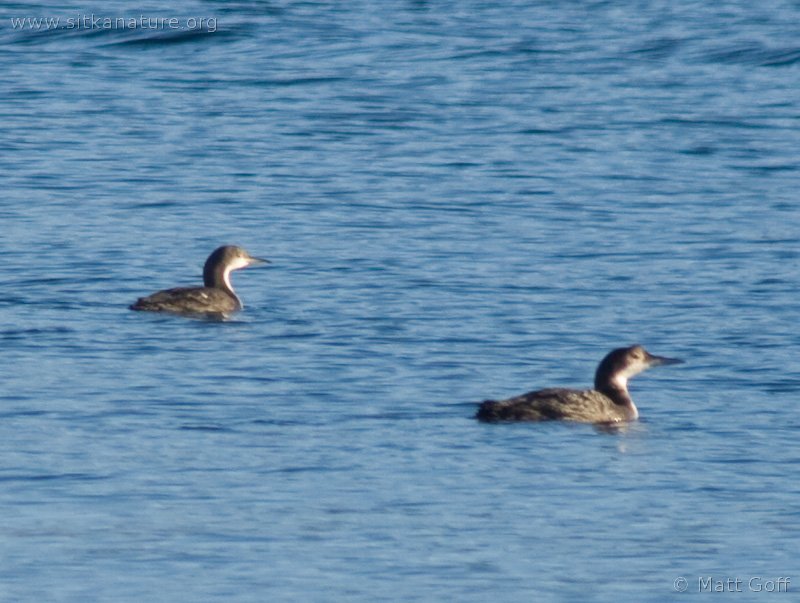 Common and Pacific Loon (Gavia spp)