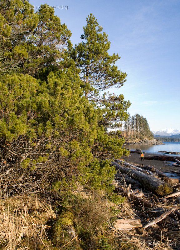 Shore  Pine (<em>Pinus contorta</em>)