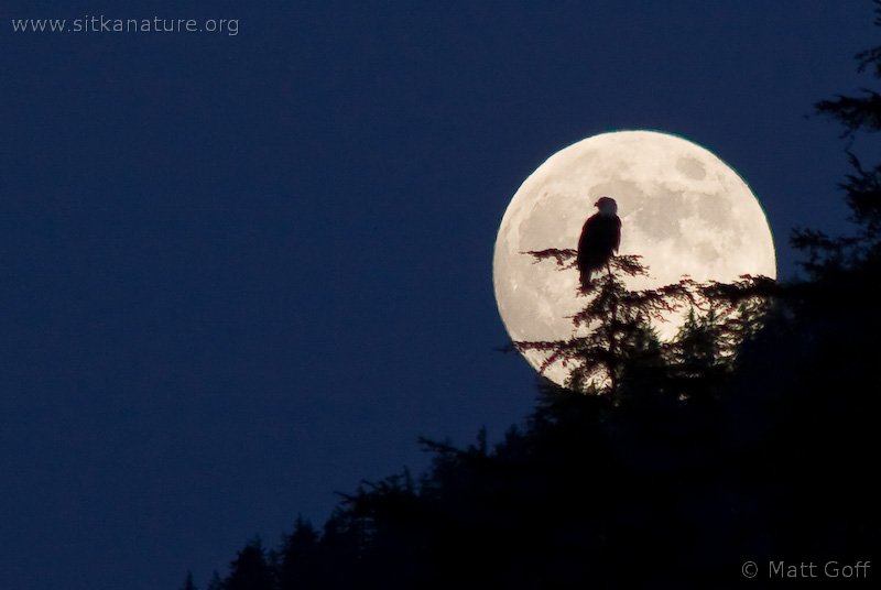 Bald Eagle and Moon Rise