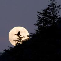 Bald Eagle and Moon Rise