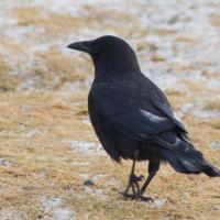 Northwestern Crow (Corvus caurinus)