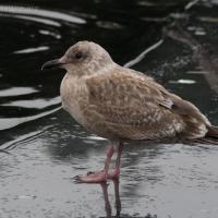 Juvenile Thayer's Gull (Larus thayeri)