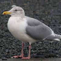 Unidentified Gull (Larus sp)
