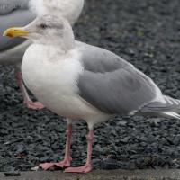 Unidentified Gull (Larus sp)