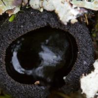 Black Reflecting Cup (Plectania sp)