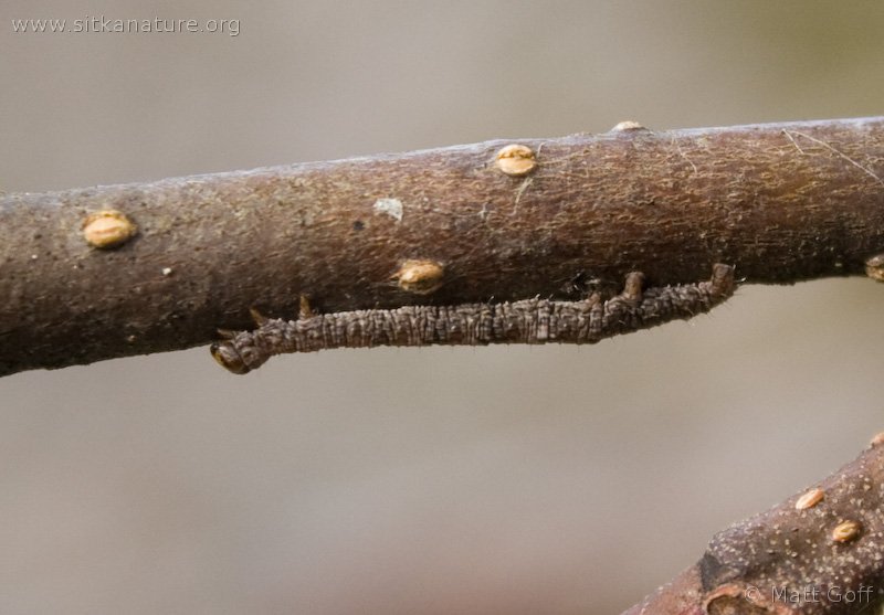 Winter Caterpillar