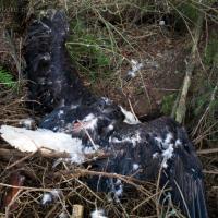 Dead Bald Eagle (Haliaeetus leucocephalus)