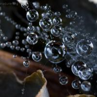 Spider Web with Water Drops