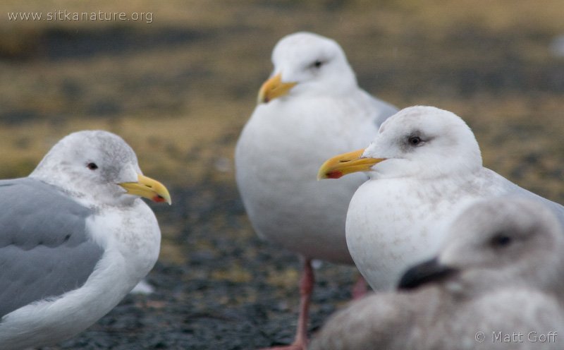 Glaucous-winged Gulls (Larus glaucescens)