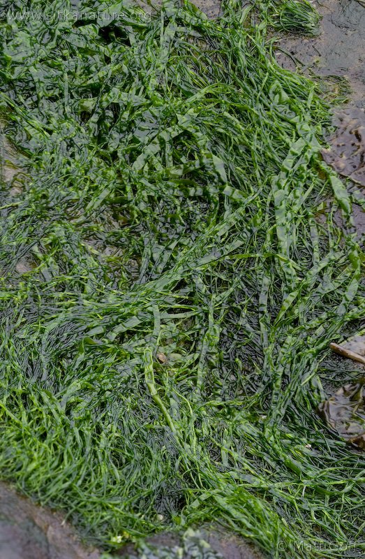 20080229-green_seaweed.jpg