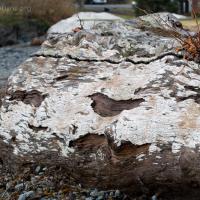 Driftwood Rim-lichen (Lecanora xylophila)