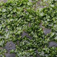 Winter Green Seaweed (Prasiola sp)