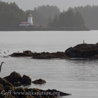 Rockwell Lighthouse and a Heron