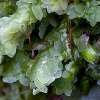 Clear Moss (Hookeria lucens)