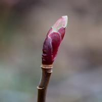 Trailing Currant Bud (Ribes laxiflorum)