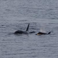 Killer Whales (Orcinus orca) in Sitka Sound