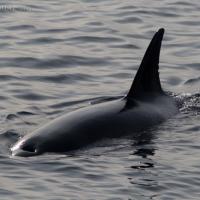 Killer Whale (Orcinus orca) in Sitka Sound