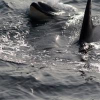 Killer Whales (Orcinus orca) in Sitka Sound