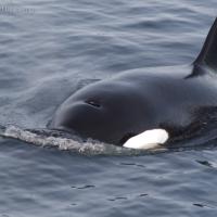 Killer Whale (Orcinus orca) in Sitka Sound